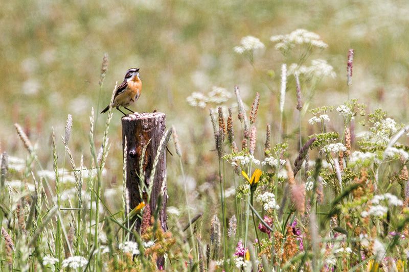 Braunkehlchen auf der Malser Haide; Nest am Boden; Eiablage ab Mai; Nahrung sind Insekten und Spinnen; Zugvogel