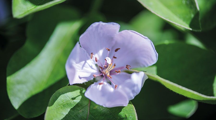 Zwitterblüte der Quitte mit männlichen und weiblichen Blütenorganen