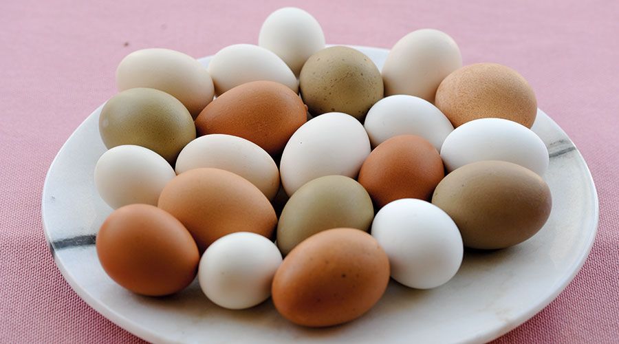 An den verschiedenen Schalenfarben der Eier kann man die Biodiversität erkennen