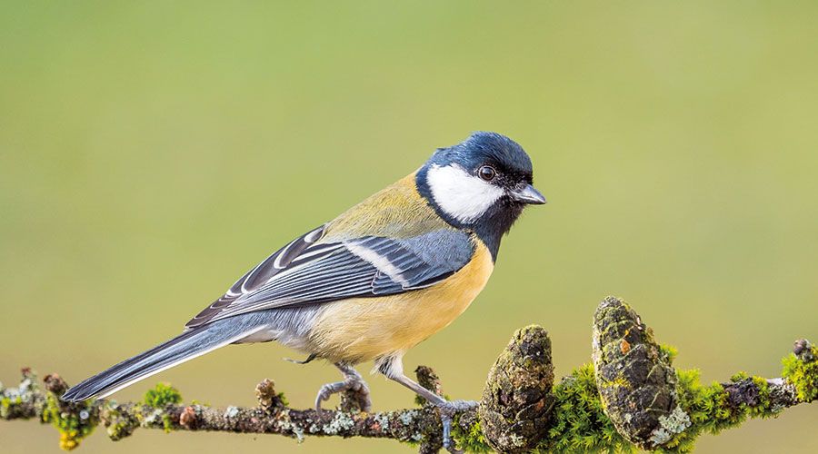 Kohlmeisen (Parus major)