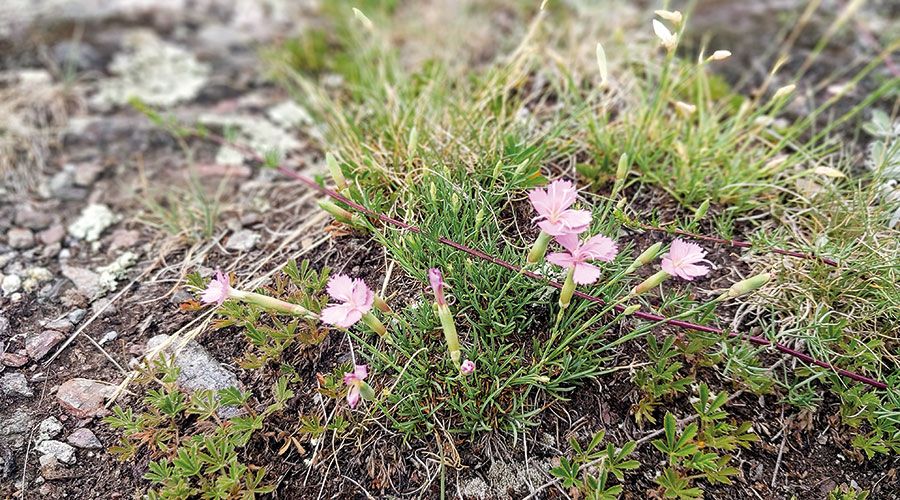 Trockenvegetation am Tartscher Bichl: Steinnelke Dianthus sylvestris