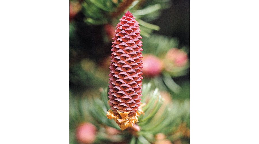Weibliche Blüte der Fichte im Frühjahr unverholzt und aufstehend