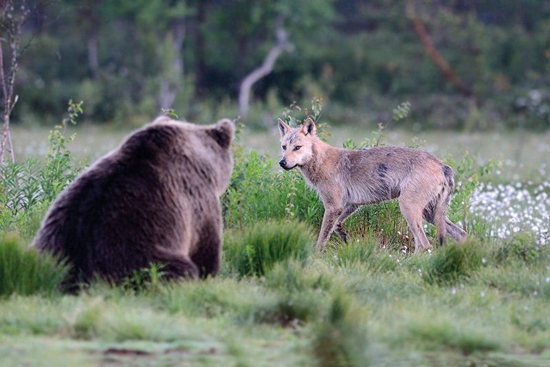 Wolf und Braunbär sind in die Alpen zurückgekehrt.  Beide Beutegreifer polarisieren stark und wecken Ängste. Ohne ihr Management wird die viehhaltende Berglandwirtschaft mit Almsömmerung auf mittlere und lange Sicht gefährdet. Auch die Imkerei wird durch den Bären weiter Schäden erleiden. Schutzzäune und Koppelhaltung von Schafen sind im Berggebiet realistischer Weise nicht umsetzbar, bestenfalls im Hügelland und bei Milchschafen, die zum Melken täglich zusammengetrieben werden.  Der Erhalt der genetischen Variabilität von seltenen Haustierrassen wie z.B. dem Villnösser Brillenschaf ist auf gleicher Augenhöhe zu bewerten wie jene der Prädatoren. Foto: Foto: Roberto Caranante
