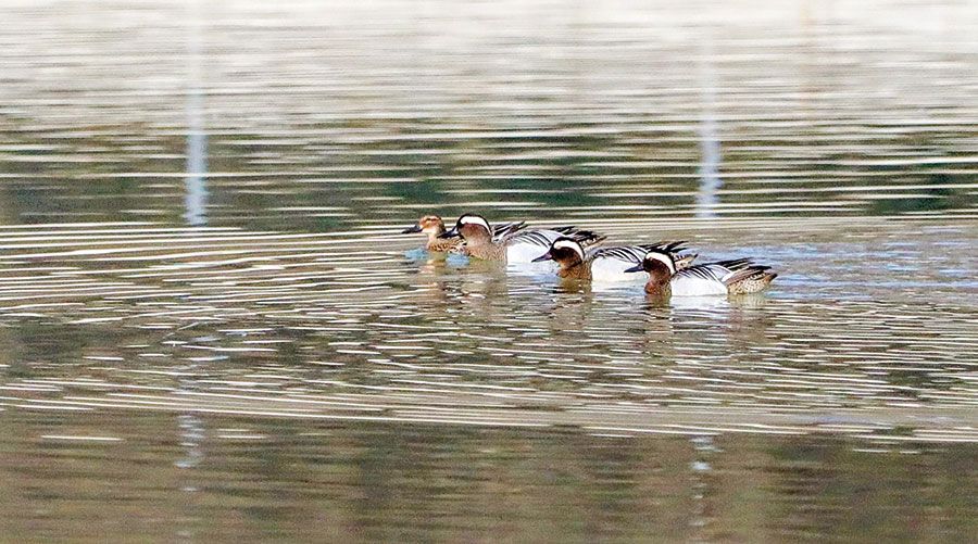 Knäckente (Anas querquedula);  Foto: Dietmar Gander