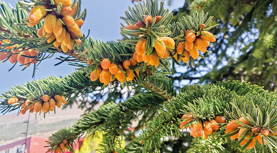 Männliche Blüte der Weißtanne