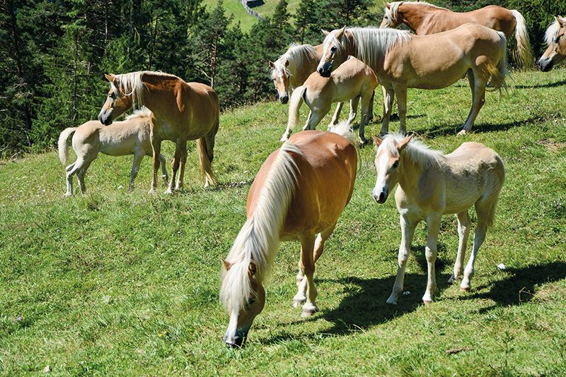 Die Haflinger.