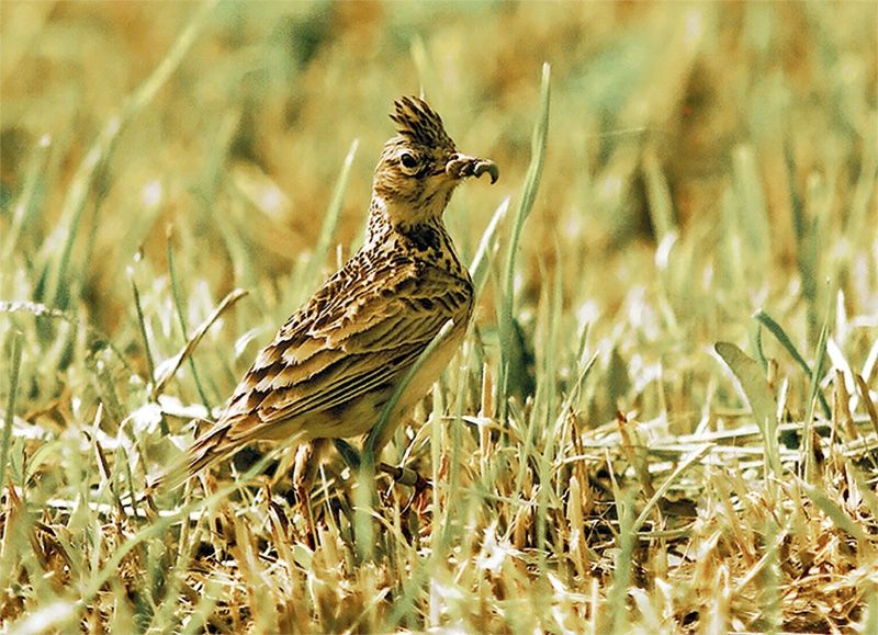 Die Feldlerche hält sich am liebsten dort auf, wo die Vegetation nicht zu dicht ist, und ernährt sich von Insekten, Spinnen, kleinen Schnecken,  Regenwürmern und Samen. Foto: Markus Jenny