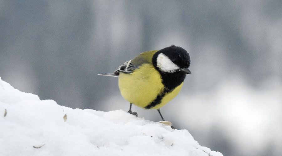 Die Kohlmeise  stellt die Nahrung um. Foto: Eva Grassl Raffeiner