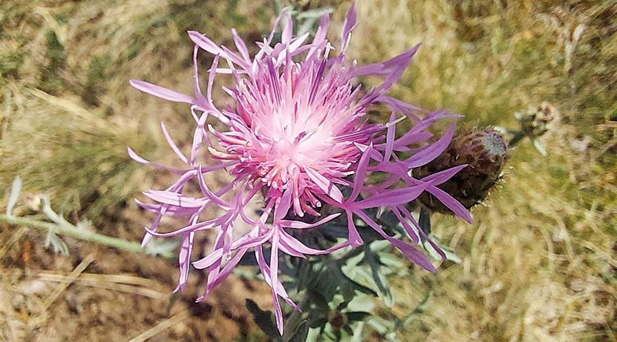 Trockenvegetation am Tartscher Bichl: Rispen-Flockenblume Centaurea stoebe