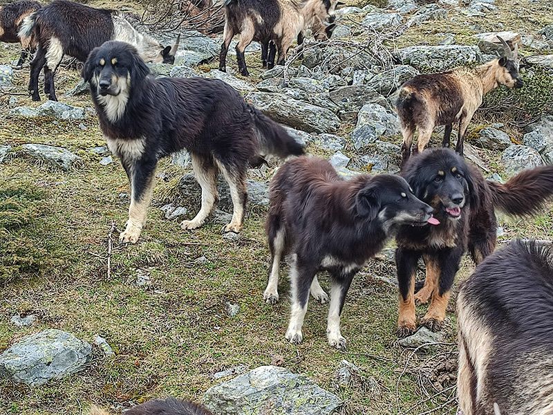 Passeirer Bergziegen mit  Herdenschutzhunden der  Rasse „Pastori della Sila“  auf der Soyalm in Martell; Foto: Philipp Bertagnolli