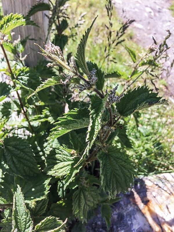 Die Urtica (Brennessel) kommt fast weltweit vor und überzeugt überall auf dem Planeten von ihrer Heilwirkung und ihrer vielfältigen Einsetzbarkeit in der Küche. Hier ein Foto einer Brennesselpflanze im Martelltal nahe der Zufallhütte auf 2.264 Höhenmetern.