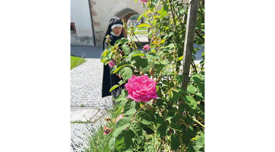 Die Damaszener- oder Apothekerrose im „Gästegarten“ an der Klosterpforte