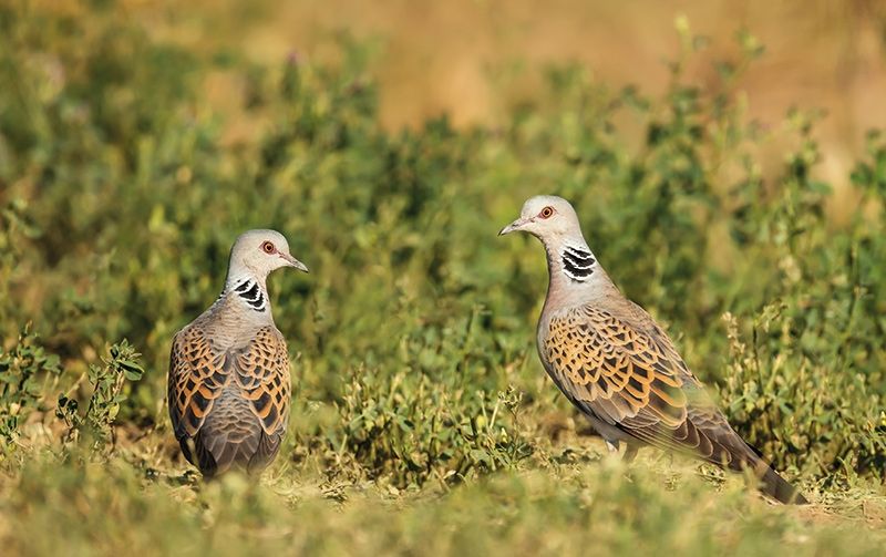 Turteltaube (Streptopelia turtur)