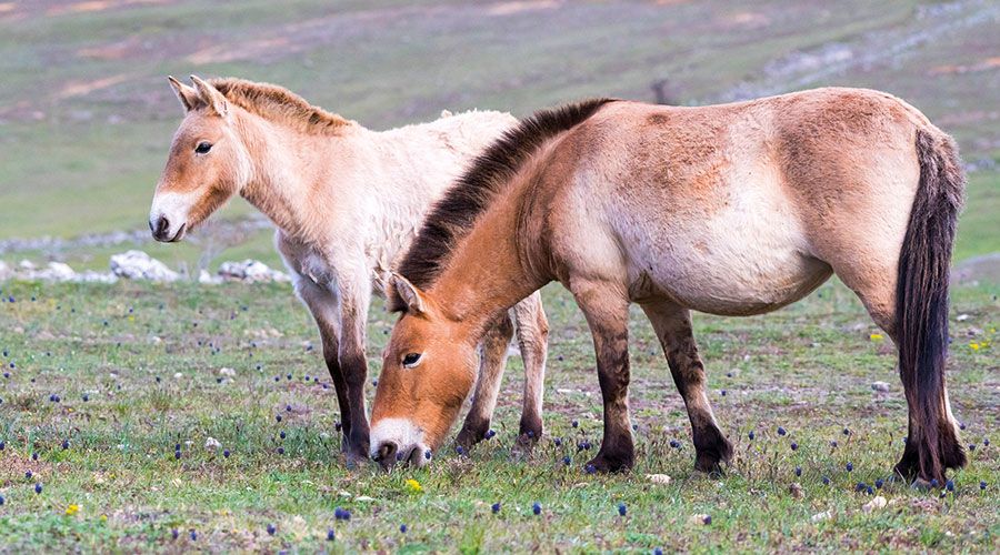 Przewalski-Wildpferde im mongolischen Nationalpark Chustai Nuruu. Diese Pferde wurden niemals gezähmt.